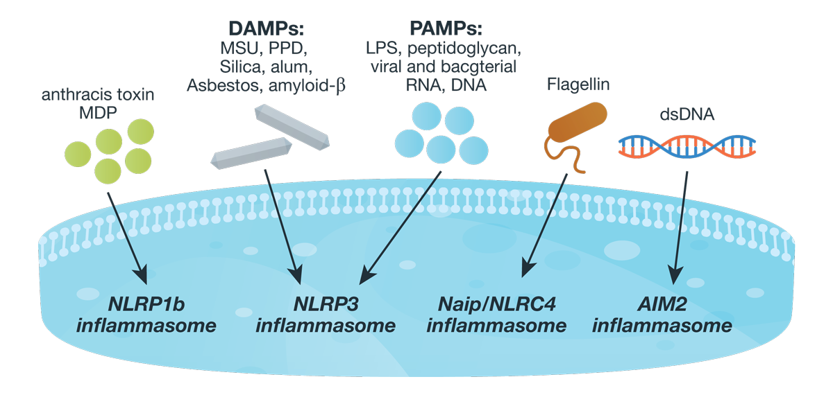 Inflammasomes Peeking Inside The Inflammatory Process Promega