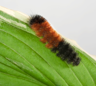 Avoid Multiple Freeze Thaw Cycles Woolly Bear Caterpillars