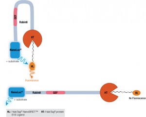 Uncovering Protein Autoinhibition Using NanoBRET™ Technology - Promega ...