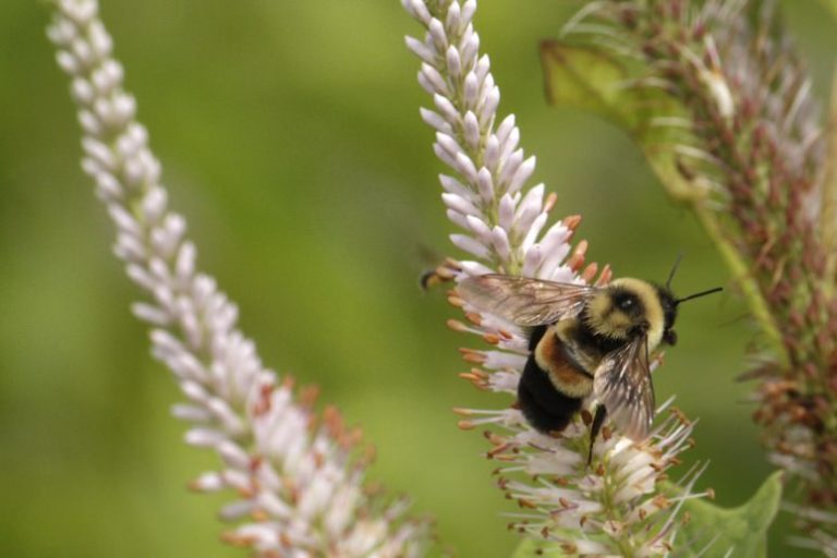 Rusty Patched Bumble Bee Description