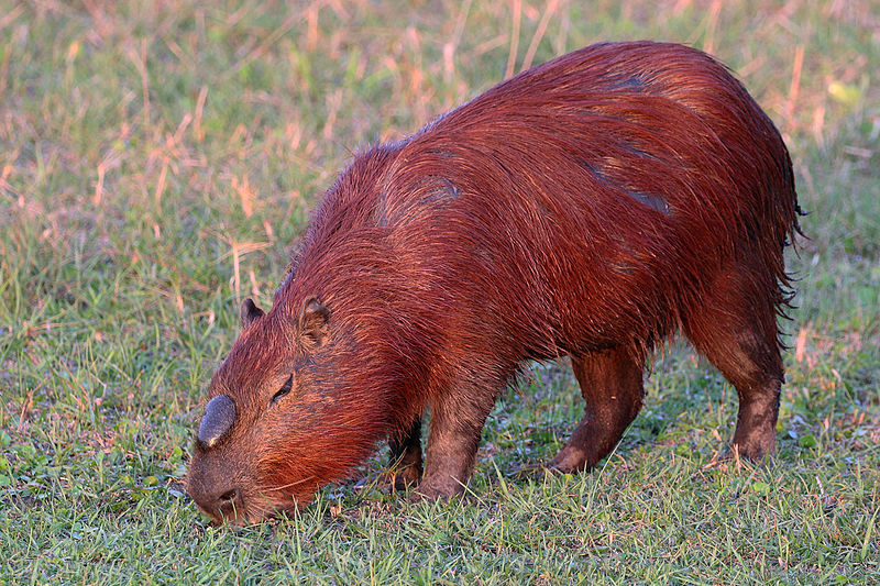 Giant Rodent, Lowered Cancer Rates: What Genetic Analysis Reveals about the  Capybara and Cancer - Promega Connections