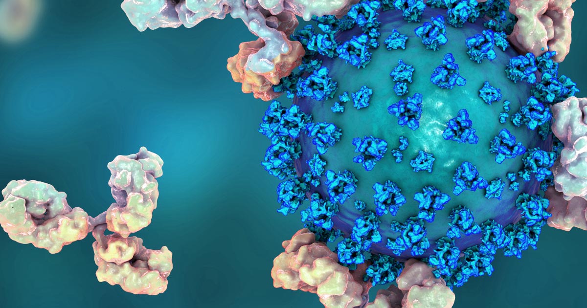 Antibody From Humanized Mice Blocks SARS-CoV-2 Infection in Cells ...