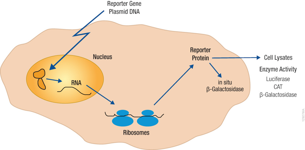 Трансфекция это. Transfection Biology. Lipofection transfection. Sonoporation transfection.