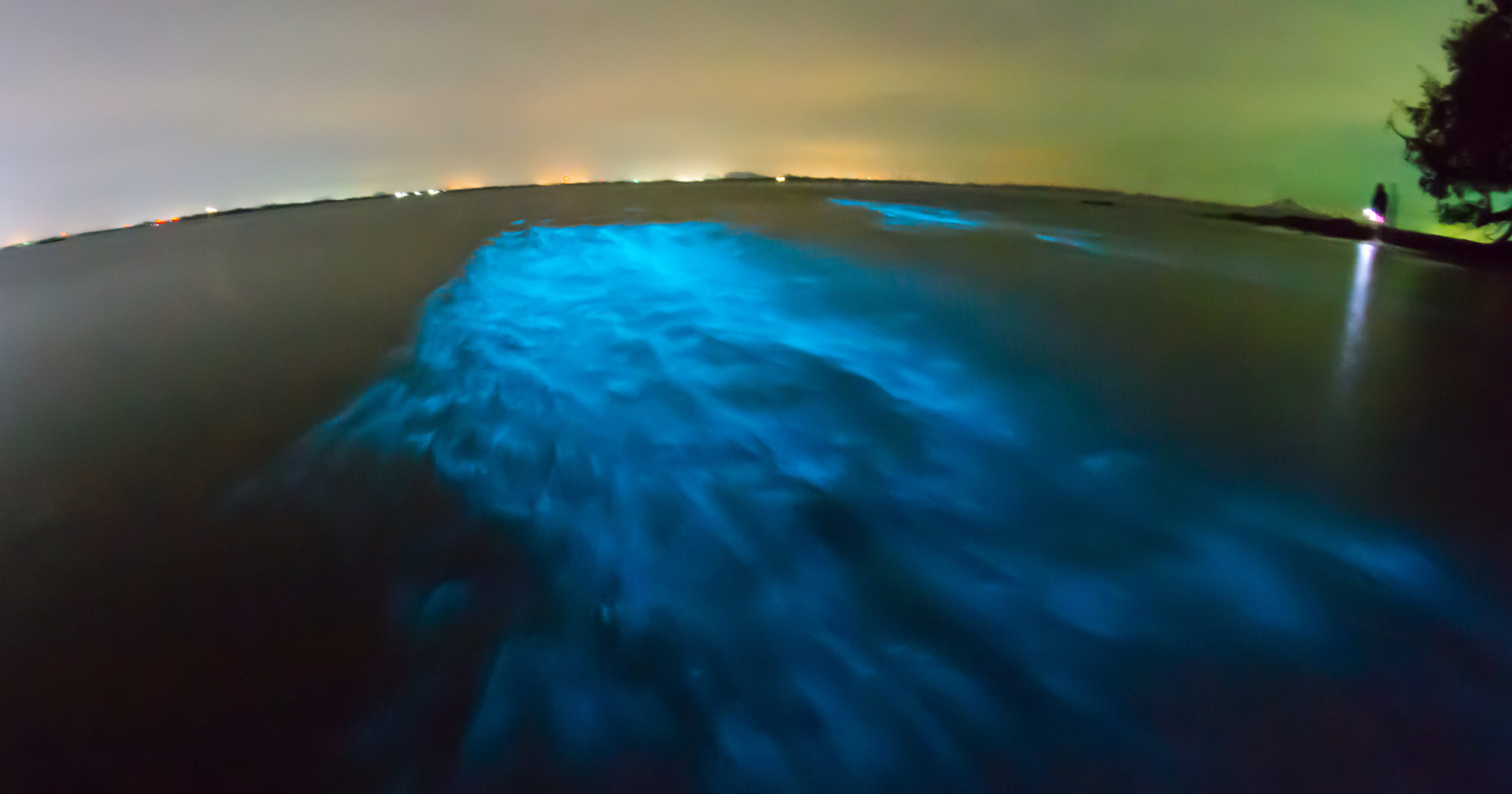 Bioluminescence And Biotechnology Shining Nature s Cool Light On 