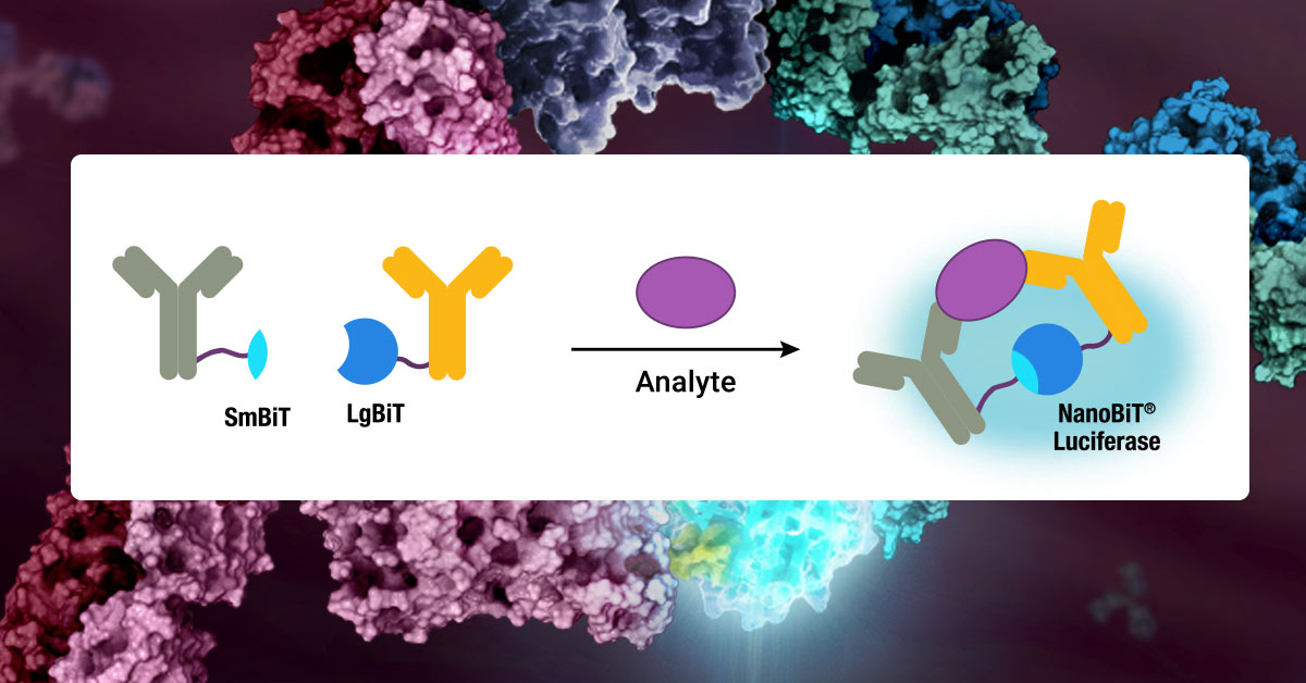 Cell Signaling - Promega