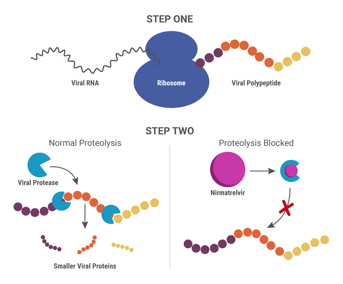 covid-19-antiviral-therapies-what-are-the-new-drugs-and-how-do-they