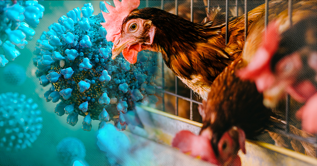 Avian Influenza H5n1 What You Should Know About The Current Us Outbreak Promega Connections 
