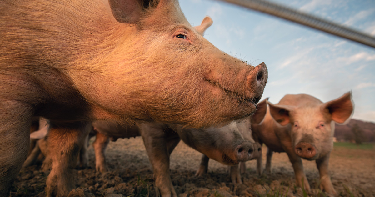 Tracking African Swine Fever in Domestic Pigs - Promega Connections