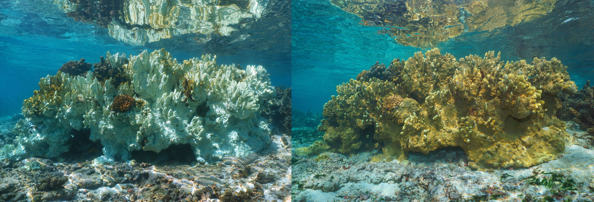 How Fire Coral Has An Edge Over Other Species In The Caribbean Reef 