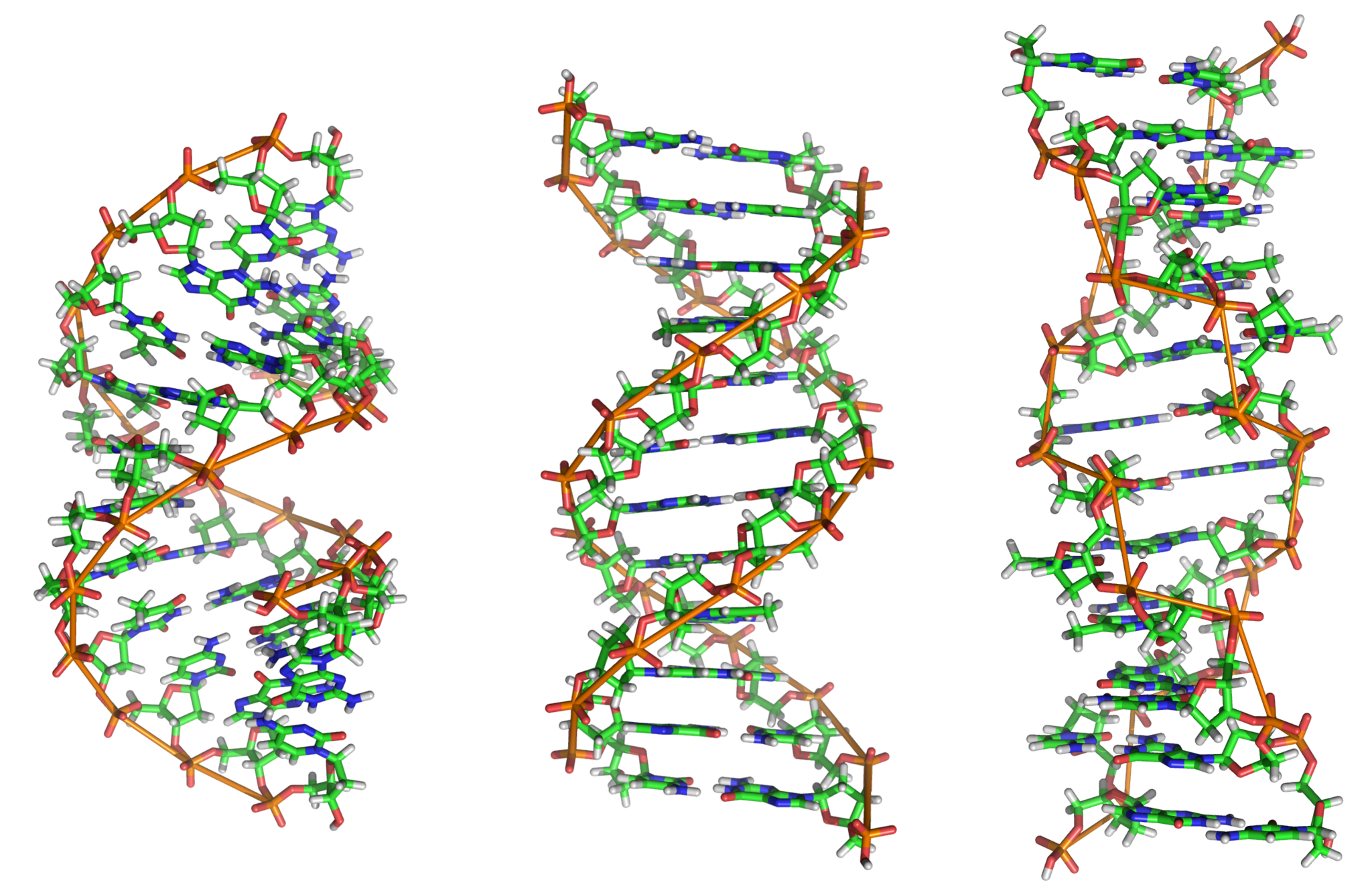 Left-Handed DNA: Is That Right? - Promega Connections