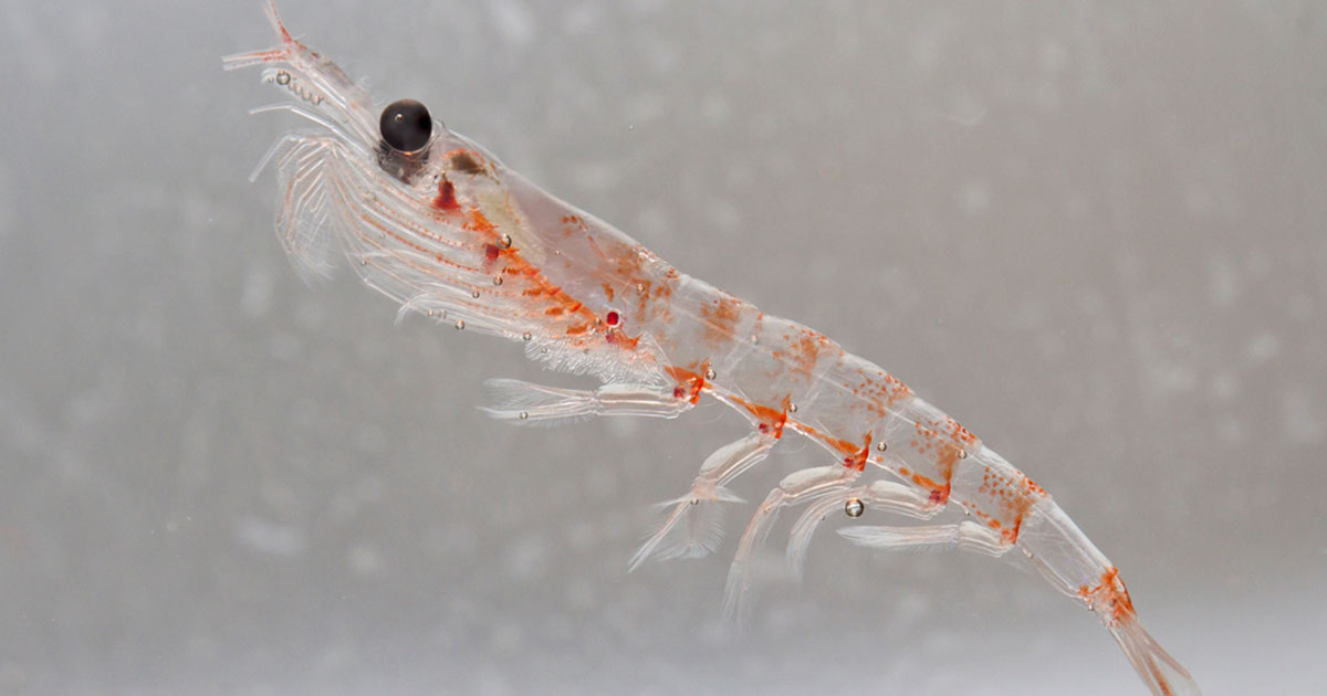 Promega qPCR Grant Funds Genetic Database for Antarctic Krill - Promega ...