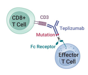 Monoclonal Antibody (mAb) Therapy to Delay the Onset of Type 1 Diabetes ...