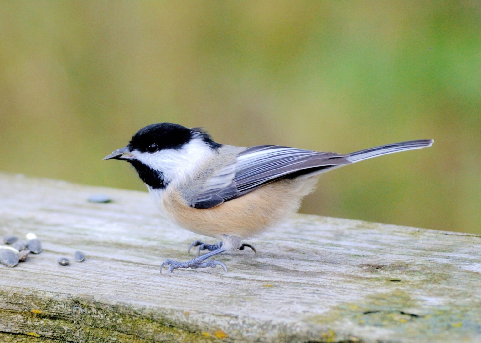 Studying Episodic Memory through Food-Caching Behavior in Birds ...