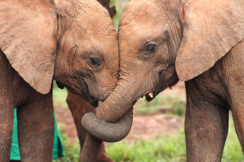 Elephants intertwining trunks