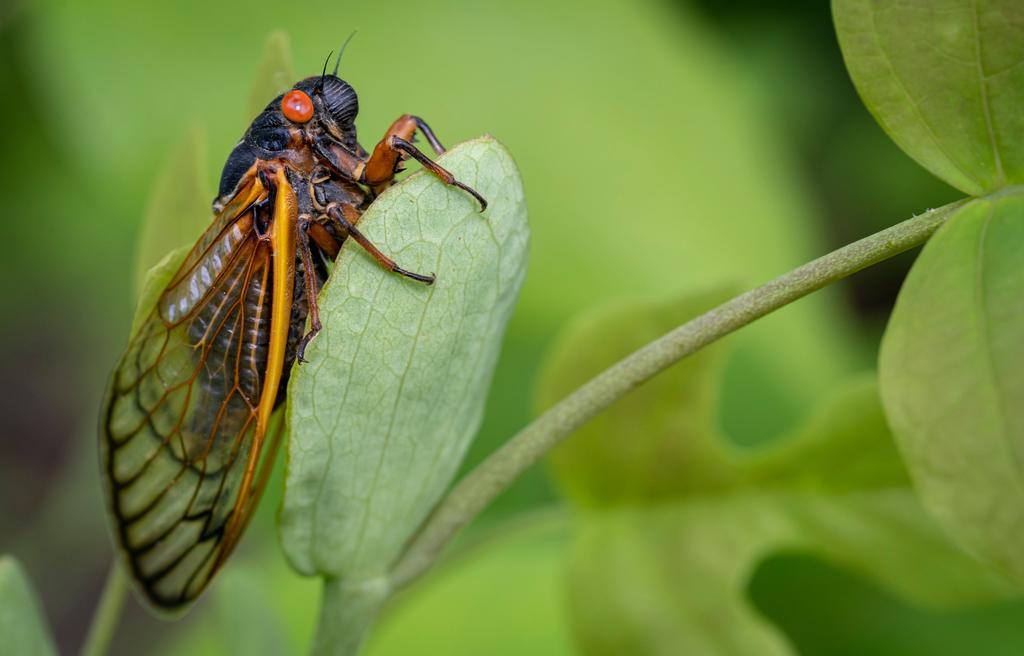 An adult red eyed 17-year periodical cicada sits on a leaf