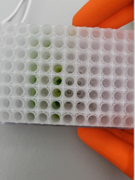 Steps in high-throughput nucleic acid extraction