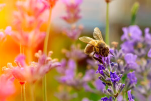 A bee pollinates flowers in a field. Pollinator diversity is a critical aspect of ecosystems.