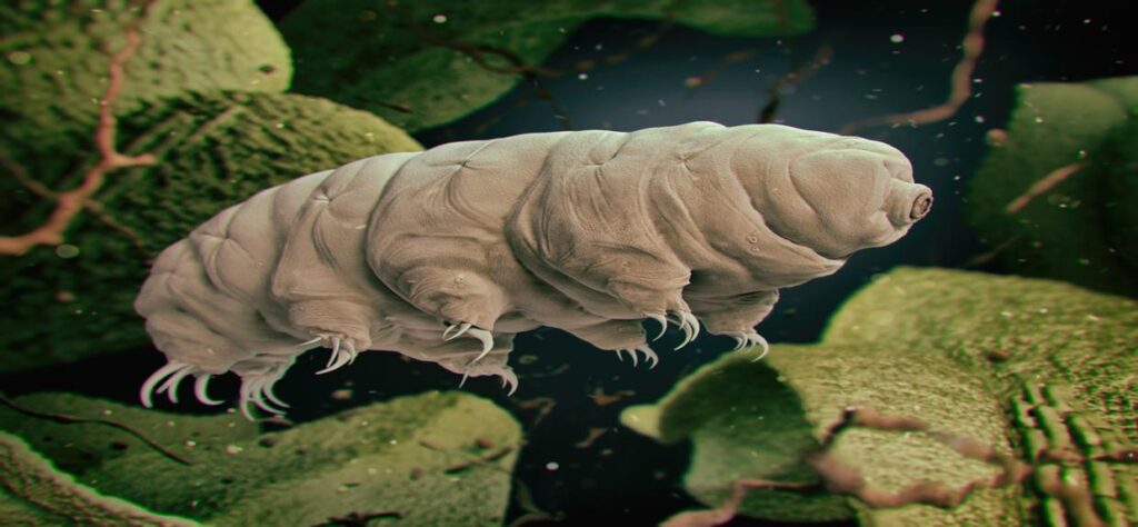 image depicting a microscopic tardigrade