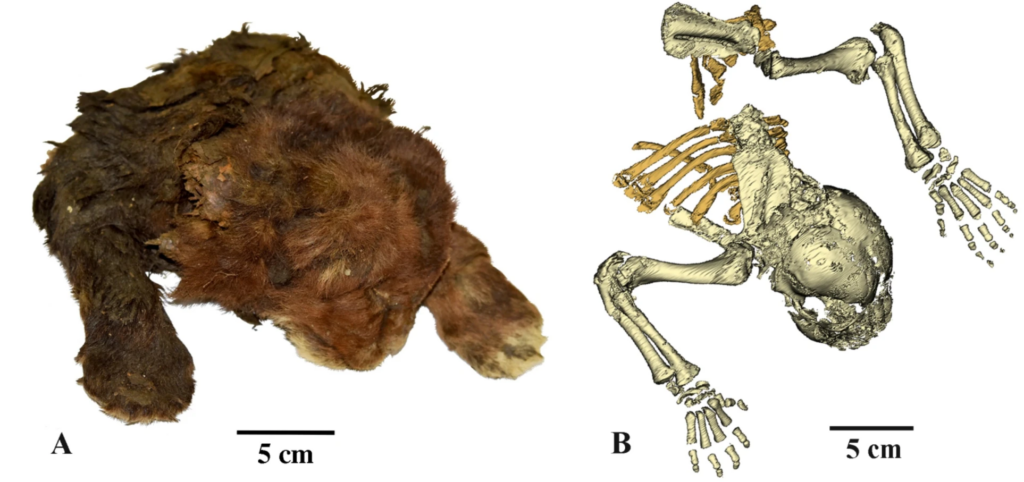 Homotherium Sabretooth mummy