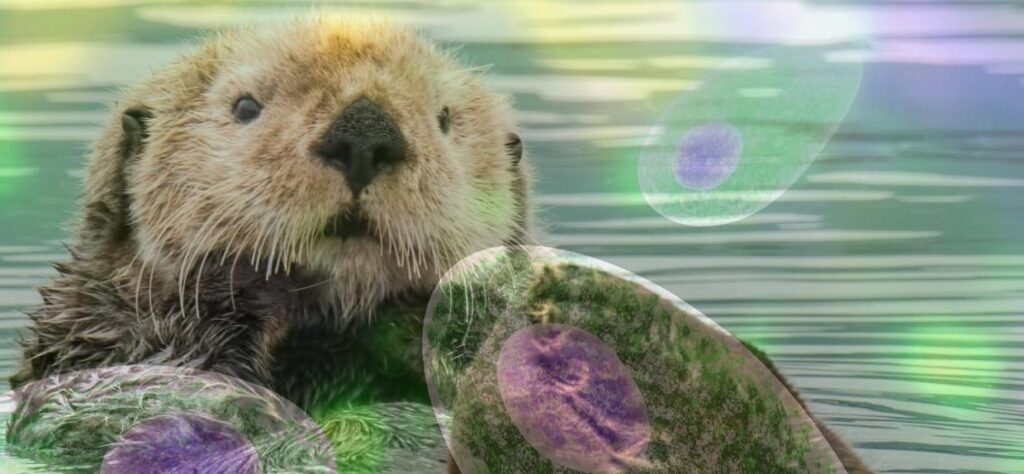 Sea otter in water with an overlay of Toxoplasma gondii oocysts.