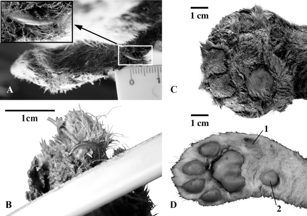 Homotherium Sabretooth paws