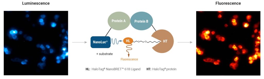 schematic showing cells detected by luminescent and fluorescent imaging