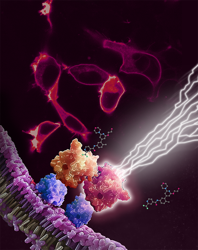 Target engagement of RAF dimer inhibitor LXH254 at RAF kinases, in complex with KRAS (blue). RAF inhibitor LXH254 engages BRAF or CRAF protomers (orange), but spares ARAF (red). Unoccupied ARAF is competent trigger downstream mitogenic signaling (lightning bolts). Red cells in the background are fluorescently labeled RAS proteins, expressed in live cells.