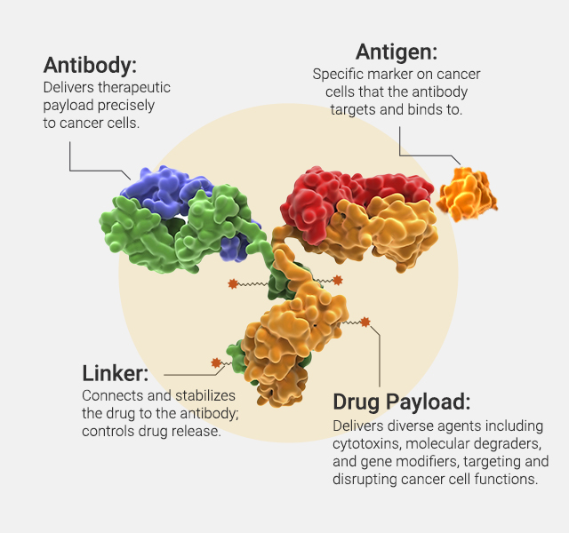 Antibody, antigen, linker and drug payload explanation graphic.